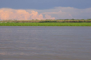 River and forested river bank