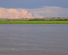 River and forested river bank