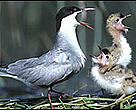 The Danube Delta is home to a critical number of globally threatened species. Whiskered terns, Danube Delta.