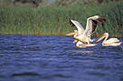 Долен Дунав е място за гнездене на пеликани / ©: WWF-Canon / Anton VORAUER / ©: WWF-Canon / Anton VORAUER