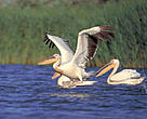 The Danube Delta is the breeding ground for large colonies of Great White Pelica