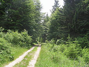 Šumska cesta otvara put prekomjernoj sječi i krivolovu / ©: J. Jeremić, DZZP / ©: J. Jeremić, DZZP
