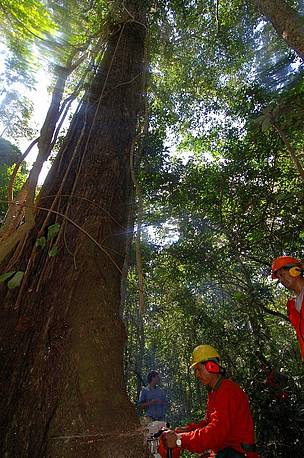 Hoy en día más de 130 millones de hectáreas son manejadas de acuerdo con los estándares del FSC. / ©: WWF / Andrés UNTERLADSTAETTER / ©: WWF / Andrés UNTERLADSTAETTER