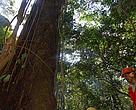 A tree being felled at an FSC certified private forest concession from La Chonta timber company, a member of the Bolivia FTN (Forest and Trade Network)