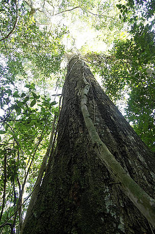 <i>Cariniana estrellensis</i> tree about to be felled for Un Árbol Bolivia Project, ... / &copy;: WWF / Andrés UNTERLADSTAETTER