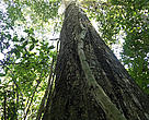 <i>Cariniana estrellensis</i> tree about to be felled for Un Árbol Bolivia Project, May, 2006.