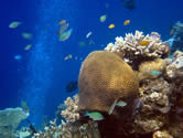 Better than your home aquarium: thriving sea life below mangrove in Bali Barat. / ©: WWF-Indonesia / Anton WIJONARNO / ©: WWF-Indonesia / Anton WIJONARNO