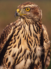  / &copy;: WWF-Canon / John S. MITCHELL
