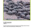 Tortugas carey del Caribe; biología, distribución y estado de conservación