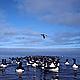 Brunnich´s Guillemot (or thick billed murre), at bird cliff of Stappen, southern Bear Island (Bjoernoeya), Barentsea, Svalbard. © Michael Haferkamp