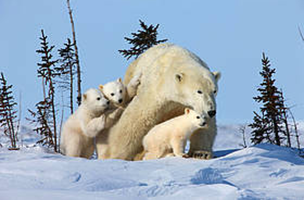 Ursos Polares / ©: David Jenkins/Canon WWF / ©: David Jenkins/Canon WWF
