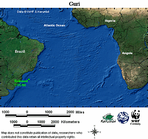 Map locator for this leatherback. Click to view an enlarged animated version. The latest positional ... / ©: WWF-CCC Animated map for Guri. / ©: WWF-CCC