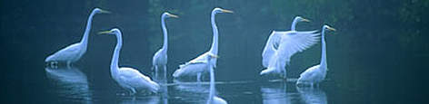 Great white heron Casmerodius albus in morning fog, Mrazek Pond, Everglades National Park, Florida, ... / ©: WWF-Canon / Fritz PÖLKING Great white heron <i>Casmerodius albus</i> in morning fog, Mrazek Pond, Everglades ... rel=