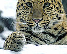 Amur Leopard, located in the Russian Far East. As of mid-2008, only 35 remain in existence.