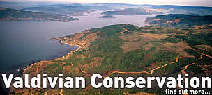 Aerial view of deforestation of temperate rainforest Near Valdivia Chile