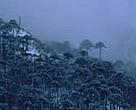 Monkey puzzle tree (<I>Araucaria araucana</I>) forest, Valdivian rainforest, Chile.<BR>