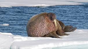 A walrus on the ice on Svalbard / ©: WWF / Tom Arnbom / ©: WWF / Tom Arnbom
