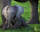 Elephant calf (Afrika)