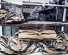 Tiger skins and other rare cats are openly displayed for sale in Cholon District, Ho Chi Minh City, Vietnam.