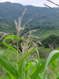 View of the middle and upper basin of the Aranjuez River, in Costa Rica's Central Pacific region. / ©: WWF Central America / Cinthya Flores / ©: WWF Central America / Cinthya Flores