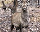 One of the deer released in October 2007