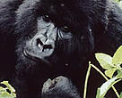 Virunga National Park is home to more than a fifth of the world's 700 remaining mountain gorillas — one of the world's most critically endangered species.