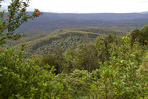 Sólo el 3% de los bosques nativos del sur de Chile son manejados en forma sustentable. / ©: WWF Chile / ©: WWF Chile
