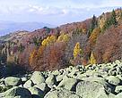 Forests cover more than 60% of Vitosha Park's territory.