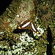 Mariposa en su ambiente © Foto by Dagmar van Beurden