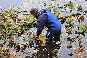 Бялата водна лилия отново се завръща в в езерата на остров Персин / &copy;: WWF