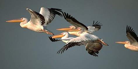 Пеликаните са сред най-познатите дунавски птици / &copy;: Anton Vorauer WWF