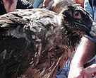 There are about 110 bearded vultures in the Alps. Swiss National Park, Graubünden, Switzerland.