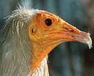 Egyptian vulture (Neophron percnopterus)
