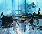 Poland's Bialowieza Forest is the last well-preserved fragment of primeval European lowland and deciduous forests.