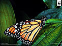  / &copy;: Frédy Mercay / WWF
