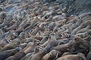 Walrus haulout. / &copy;: WWF-Russia / Viktor Nikiforov