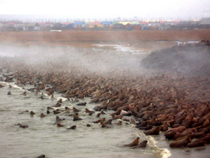 Walrus by Vankarem village. Chukotka, Russia. 