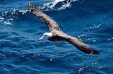 Wandering Albatross