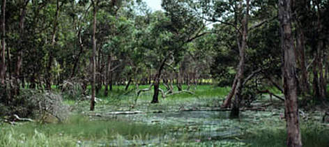Seasonal swamp-woodland in Wasur National Park, Papua Province, Indonesia. / ©: WWF-Canon / John RATCLIFFE rel=