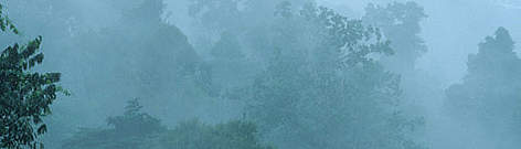 Cloud and rain in the canopy of a tropical rainforest in the Amazon. South America rel=