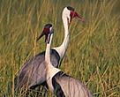 Wattled crane (<I>Bugeranus carunculatus</I>).