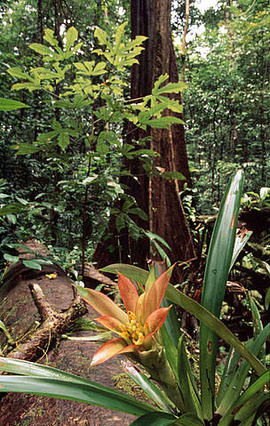 Bromeliaceae Bromelia sp. en el bosque tropical amazónico Sudamérica / ©: WWF - Canon / Martin Harvey / ©: WWF - Canon / Martin Harvey