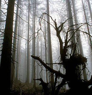 The ancient forests of Europe, most of which are now gone, played a strong role in folklore as have ... / ©: Fritz Pölking / WWF / ©: Fritz Pölking / WWF