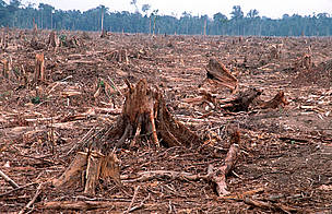Illegal logging for paper industry and forest clearing  for Palm oil plantation. TESSO NILO Plantation Riau, Sumatra, Indonesia.