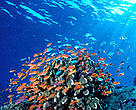 Anthias under sunbeams. Swarms of anthias shelter near coral outcroppings and feed in the passing current. Fiji