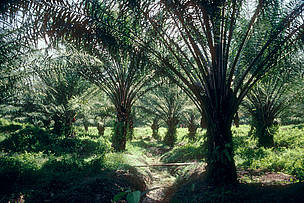 Oil palm (Elaeis guineensis); Sabah (Borneo), Malaysia / ©: Sylvia Jane Yorath / WWF / ©: Sylvia Jane Yorath / WWF