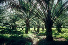 Edrainage in oil palm plantation, Sabah, Malaysia. / ©: WWF / Sylvia Jane Yorath / ©: WWF / Sylvia Jane Yorath