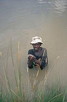 Villager catching tilapia in a fish pond, which was established with the support of WWF. ... / ©: WWF-Canon / Luc Deslarzes / ©: WWF-Canon / Luc Deslarzes