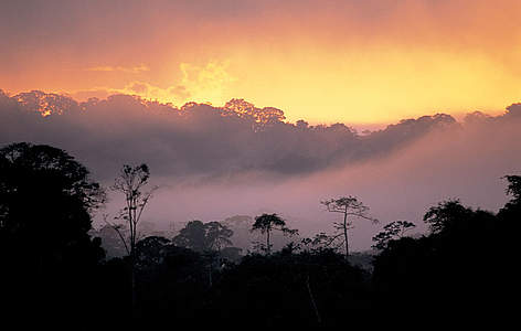 Atardecer con neblina en los bosques amazónicos, Guayana Francesa / ©: WWF-Canon / Roger Leguen rel=
