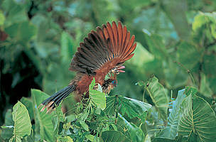 El Shasho, Opisthocomus hoazim, Guyana Francesa / ©: WWF - Canon / Roger LeGHEN / ©: WWF - Canon / Roger LeGHEN
